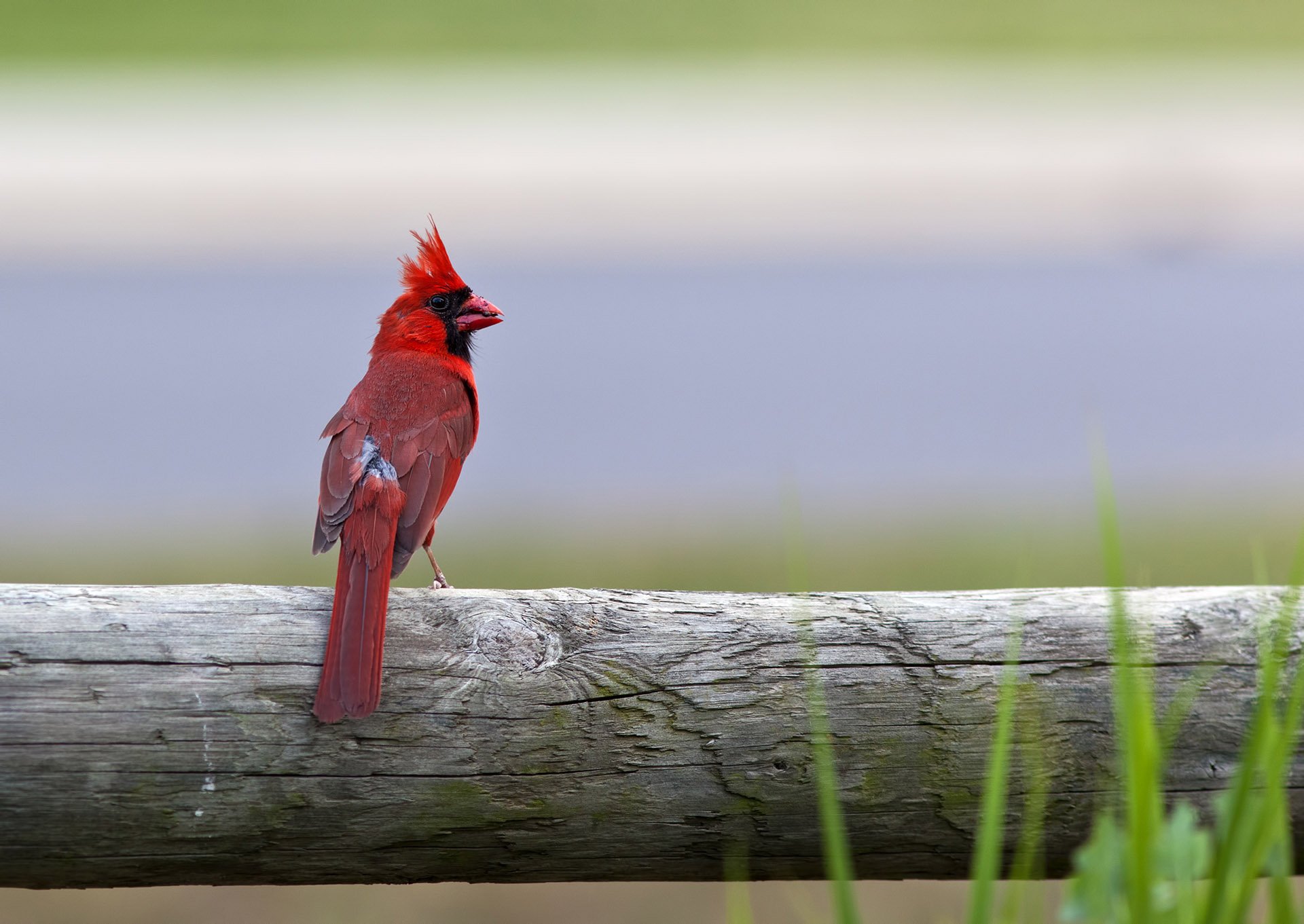 Background image of cardinal Background image of cardinal
